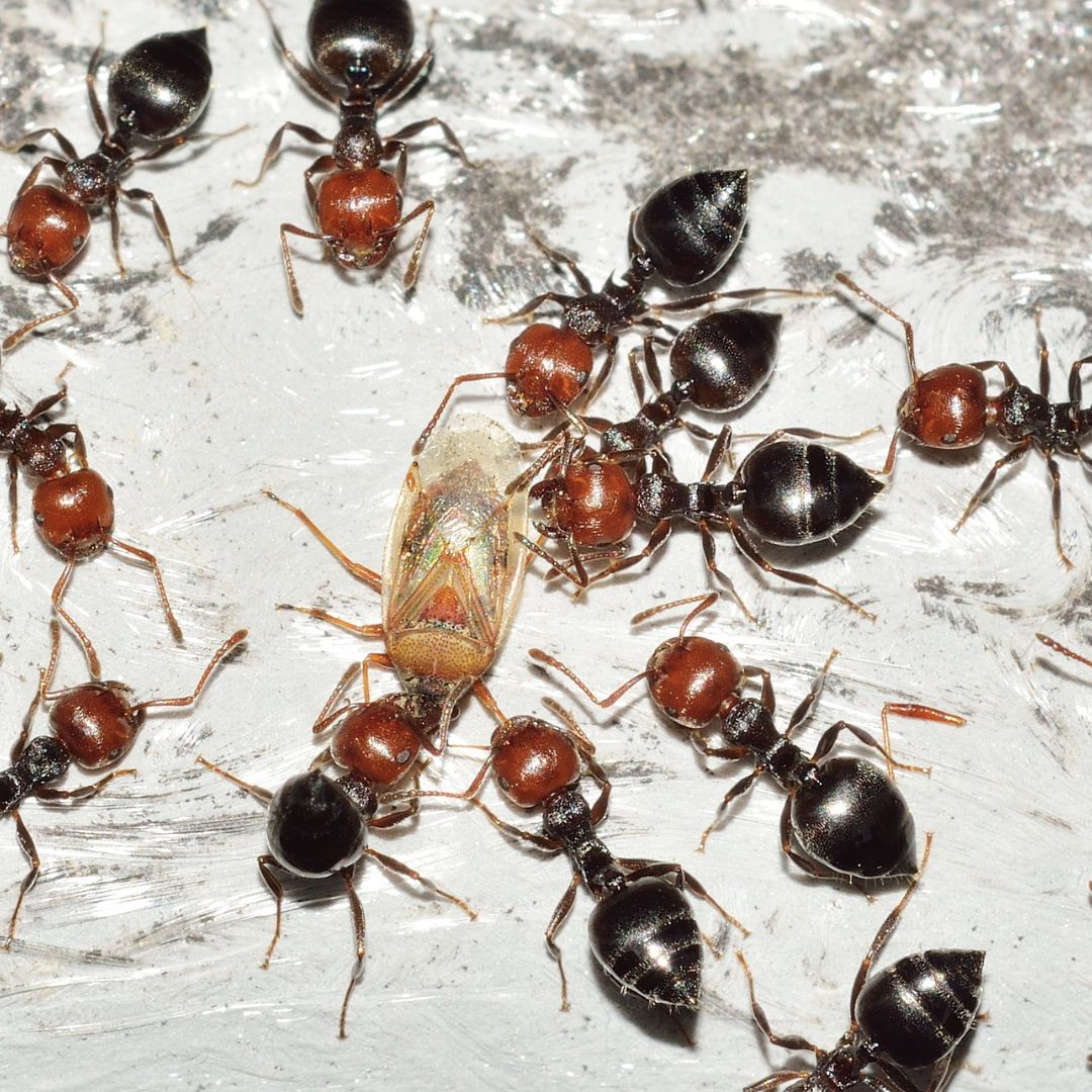 ants with dead insect