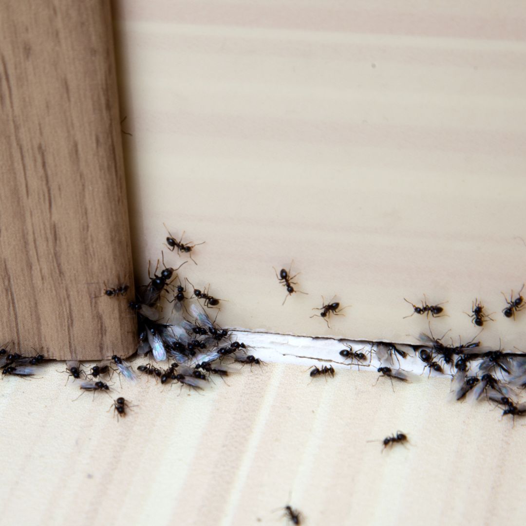 Ants crawling on doorway