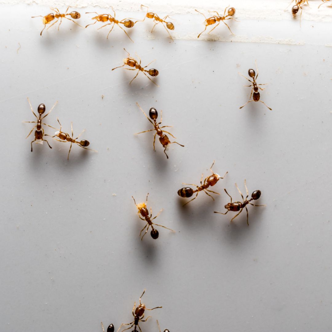 Ants crawling on wall