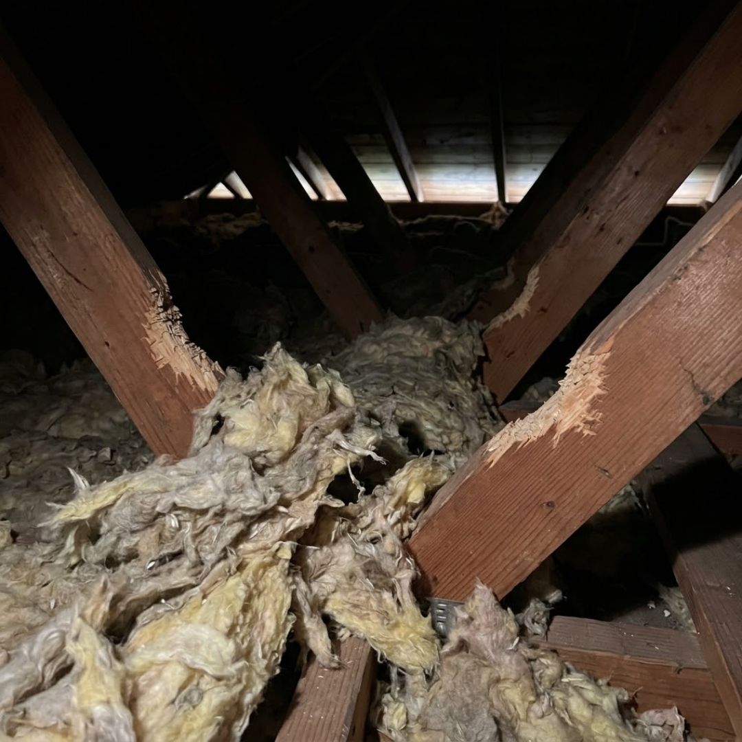 Damaged attic insulation and chewed wooden beams show signs of wildlife intrusion.