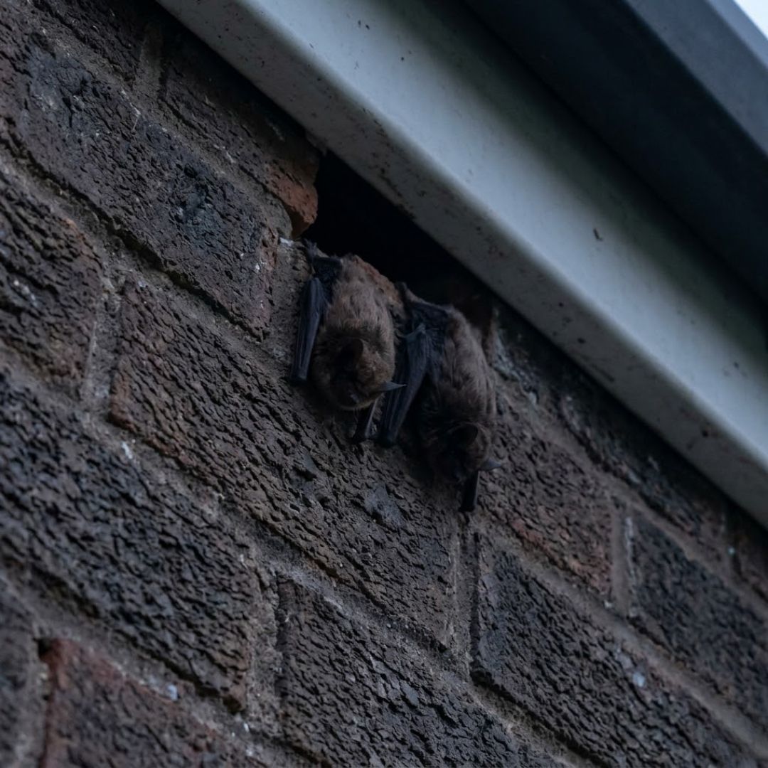 Two bats are roosting on the rough brick exterior of a home near an entry point.