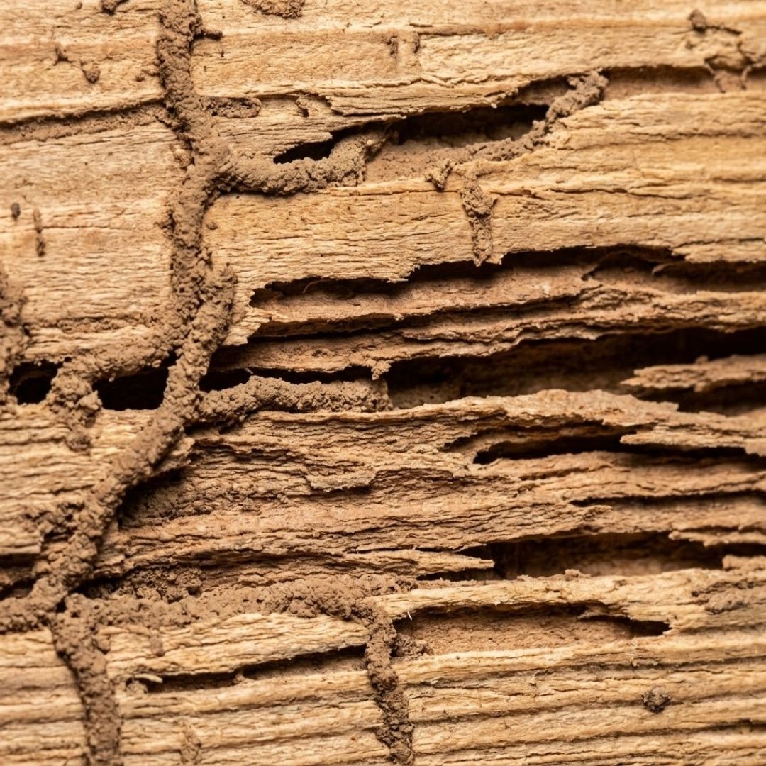 A close-up view reveals extensive damage to structural wood caused by subterranean termites.