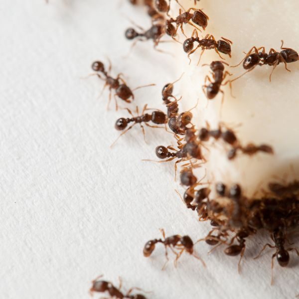 Ant Control Augusta - Image 1