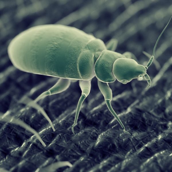 Bed Bug Control Augusta - Image 1