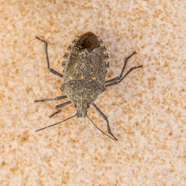 Brunswick Pest Control Reviews - Image 1