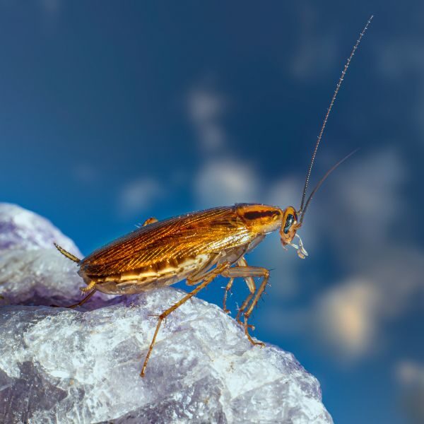 Cockroach Control Augusta - Image 1