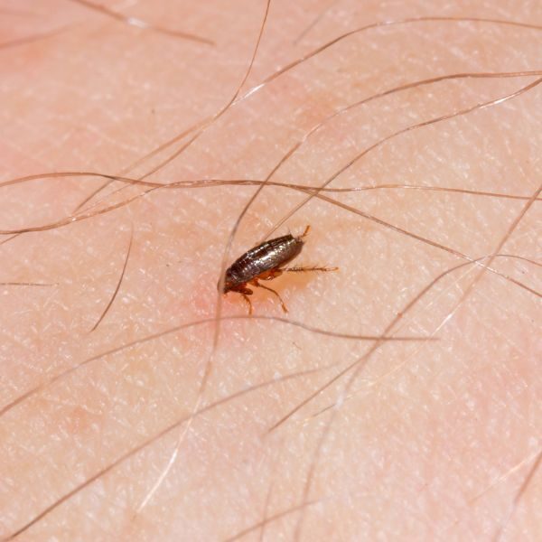 Flea Control Atlanta - Image 1