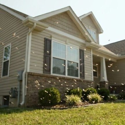 A modern suburban home with many small winged insects, identified as termites, flying near the foundation and windows in the warm sunlight.