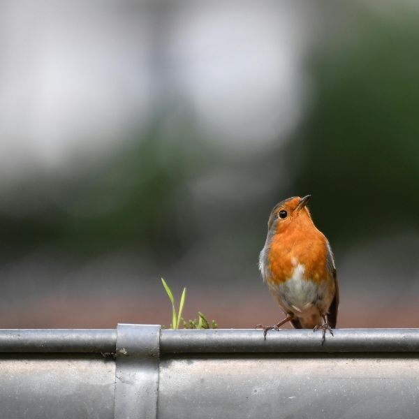 Gutter Lock - Image 2