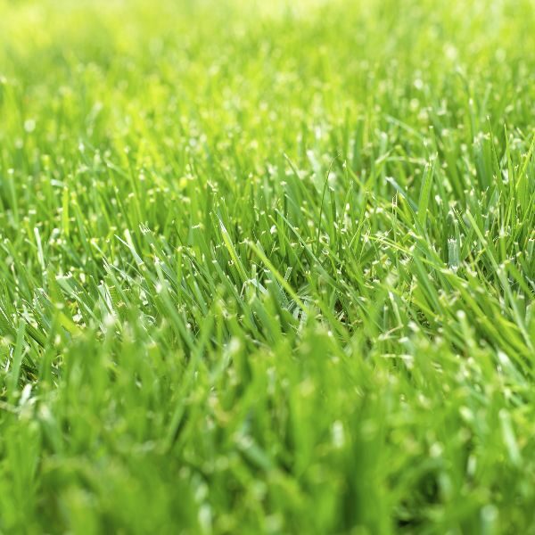 Lawn Fertilization Columbus - Image 4