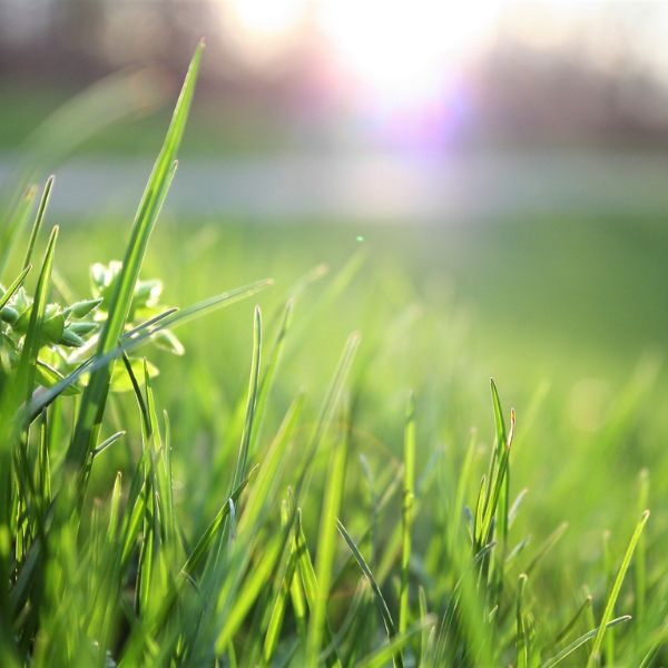 Lawn Fertilization - Image 1