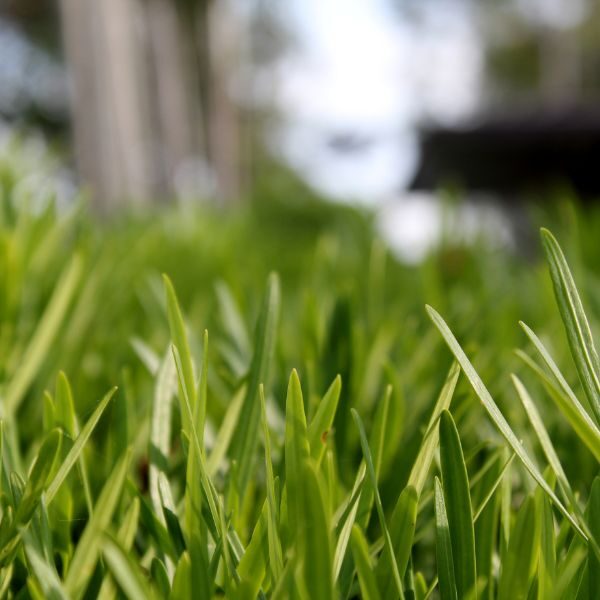 Lawn Fertilization - Image 4