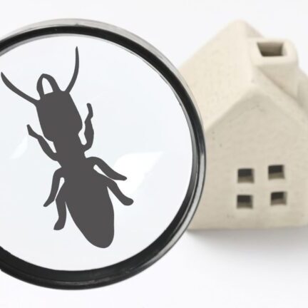 house with magnifying glass magnifying pest