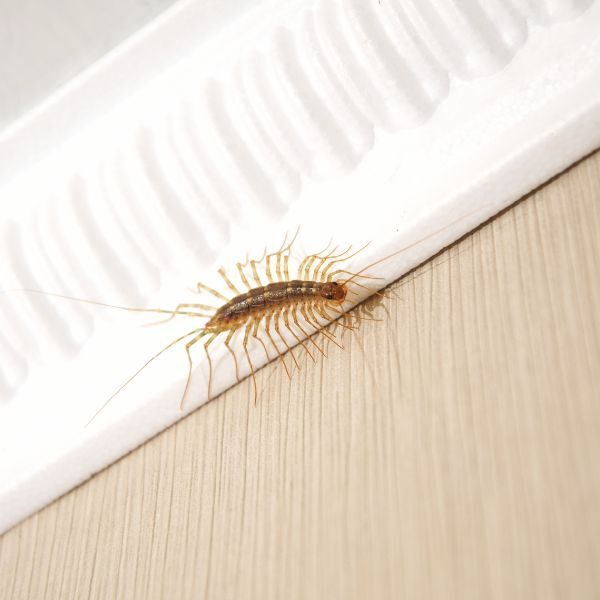 M25091 - Page Build - Centipedes and Millipedes Control Atlanta