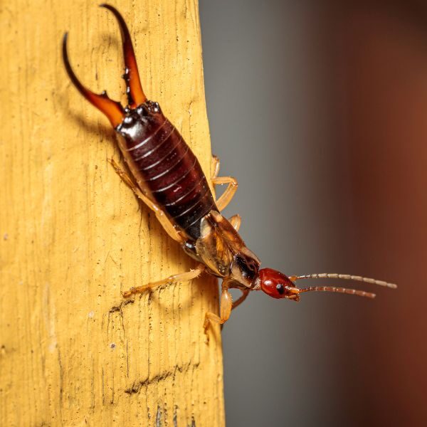 M25091 - Page Build - Earwig Control Atlanta