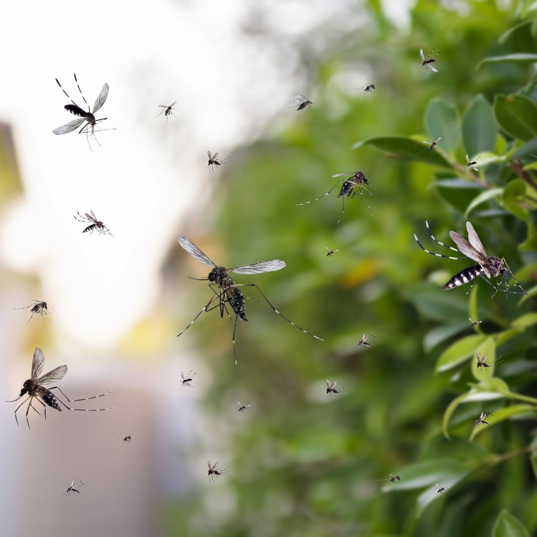 M25091 - Page Build - Mosquito Control Atlanta