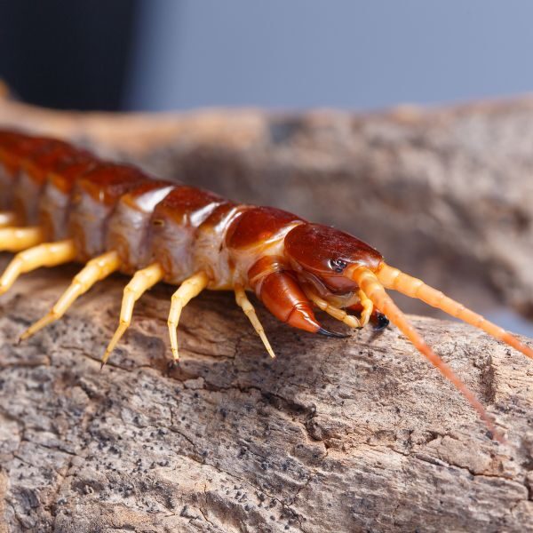 M25091 - Page Build - Pest Control Atlanta - Centipede