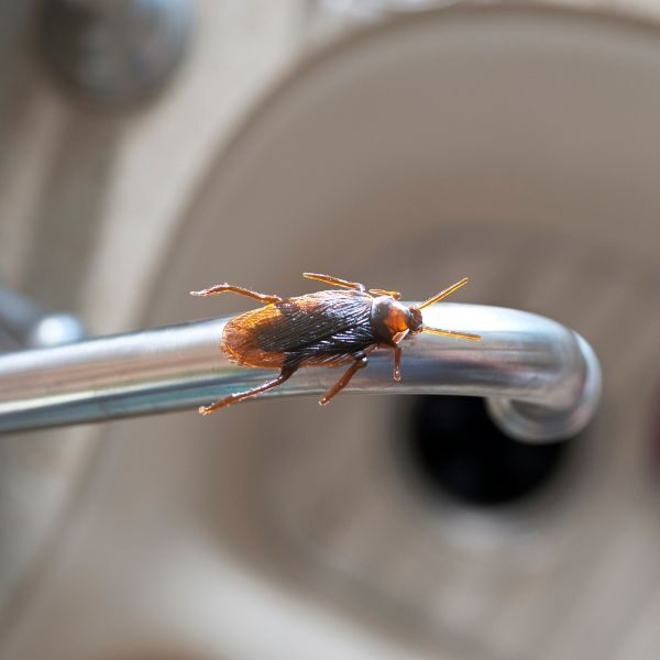M25091 - Page Build - Pest Control Atlanta - Cockroach
