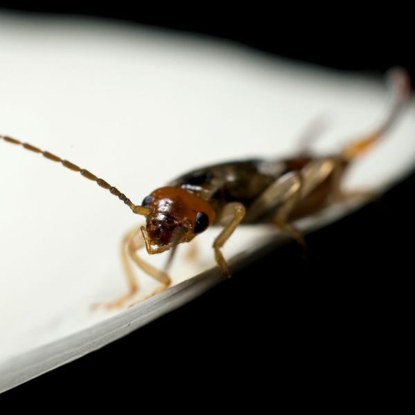 M25091 - Page Build - Pest Control Atlanta - Earwig