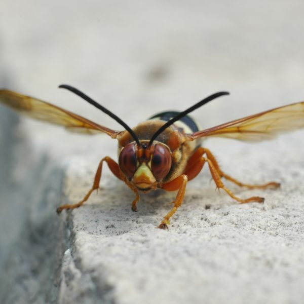 M25091 - Page Build - Pest Control Atlanta - Hornet