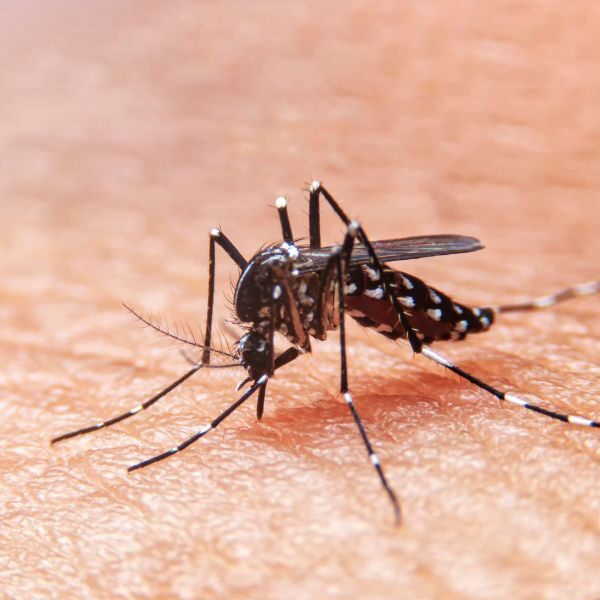 M25091 - Page Build - Pest Control Atlanta - Mosquito
