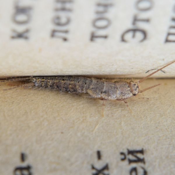 M25091 - Page Build - Pest Control Atlanta - Silverfish
