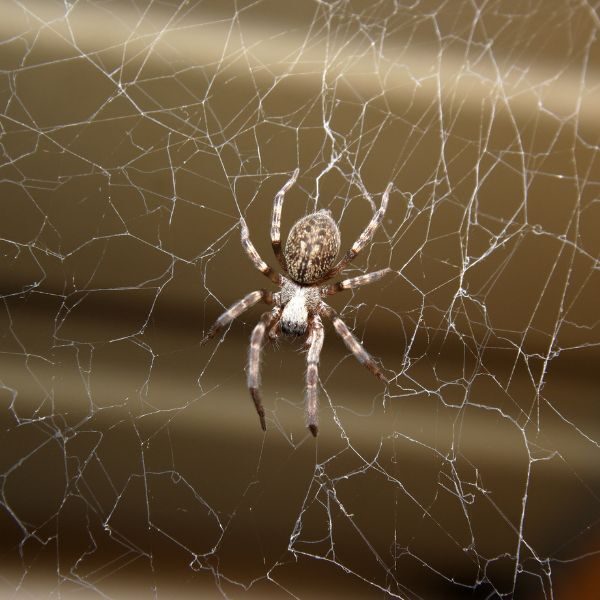 M25091 - Page Build - Pest Control Atlanta - Spiders