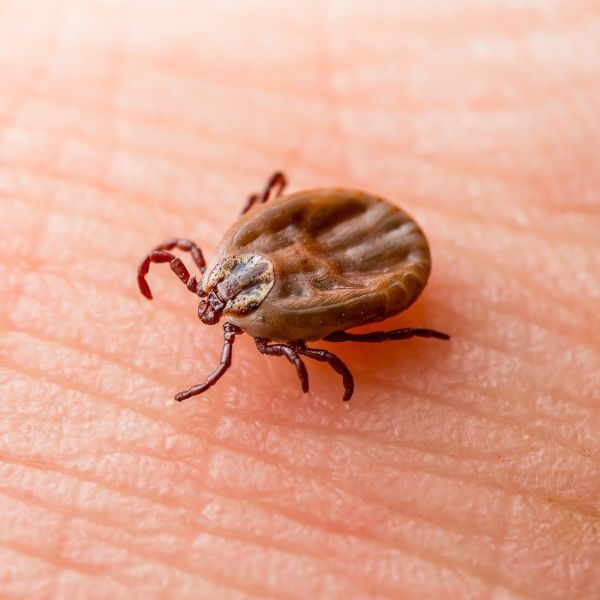 Pest Control in Atlanta - Contact Knox Pest Control