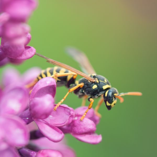 M25091 - Page Build - Pest Control Atlanta - Wasps