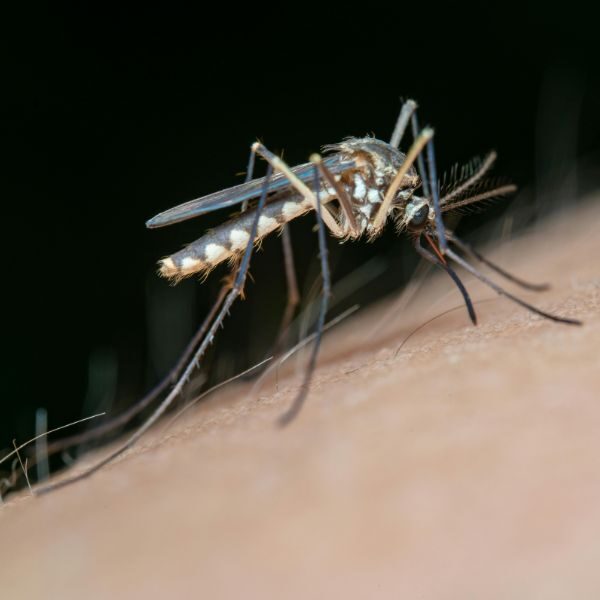 Mosquito Control Augusta - Image 1