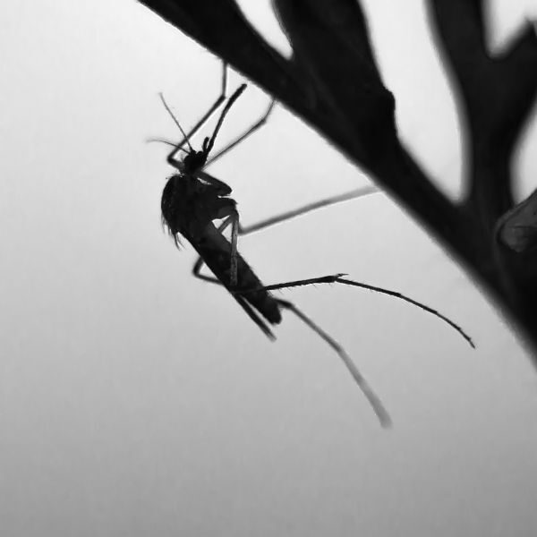 Mosquito Control - Image 1