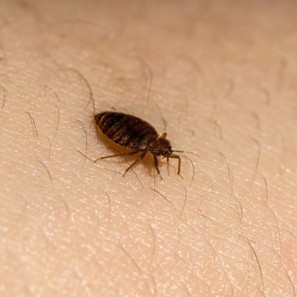 Page Build - Bed Bug Control Atlanta - Image 1