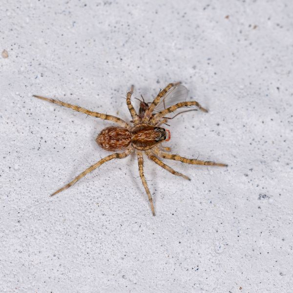 Page Build - Spider Control Atlanta - Image 1