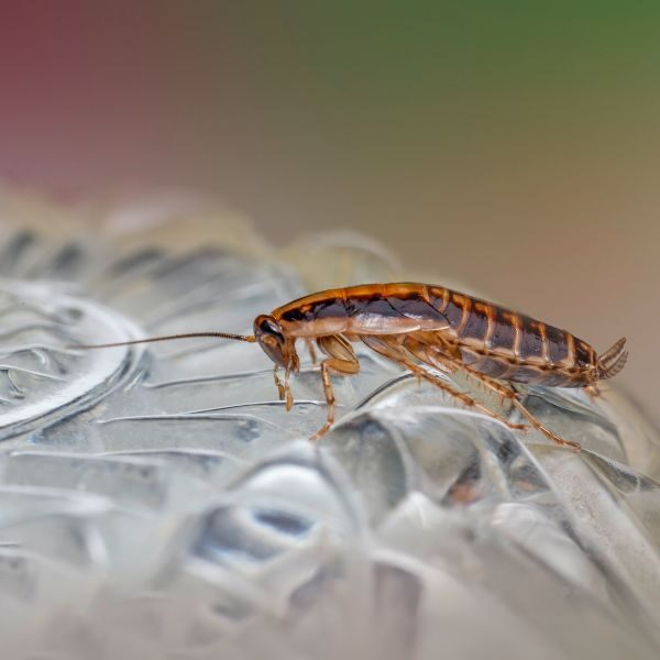 Pest Control Augusta - Image 1