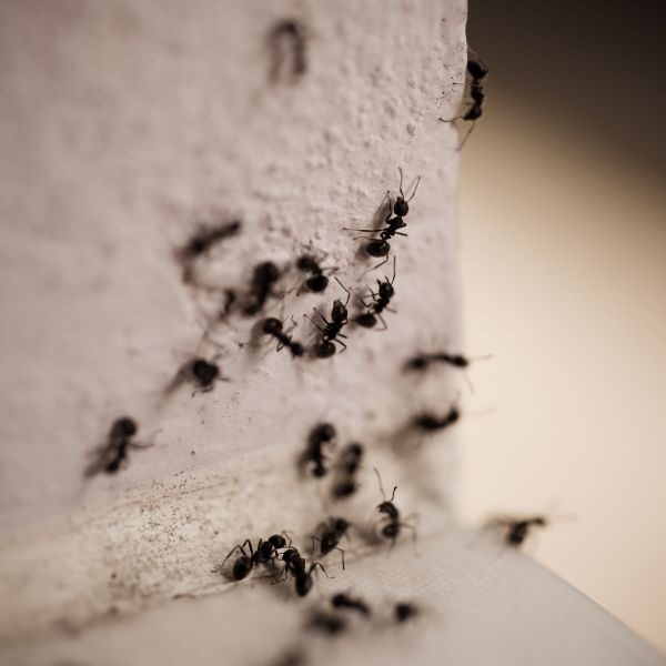 Pest Control Company Augusta - Image 2