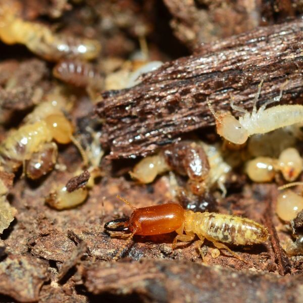 Pest Control Company Bainbridge - Image 2