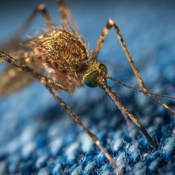 Pest Control Company Birmingham - Image 2