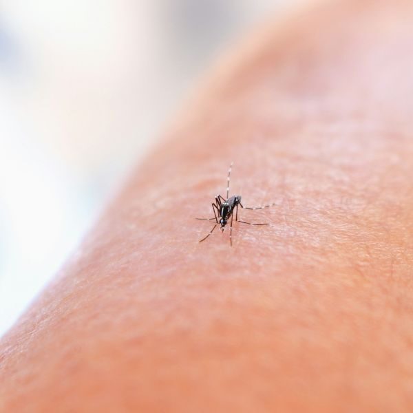 Pest Control Company Daytona Beach - Image 2