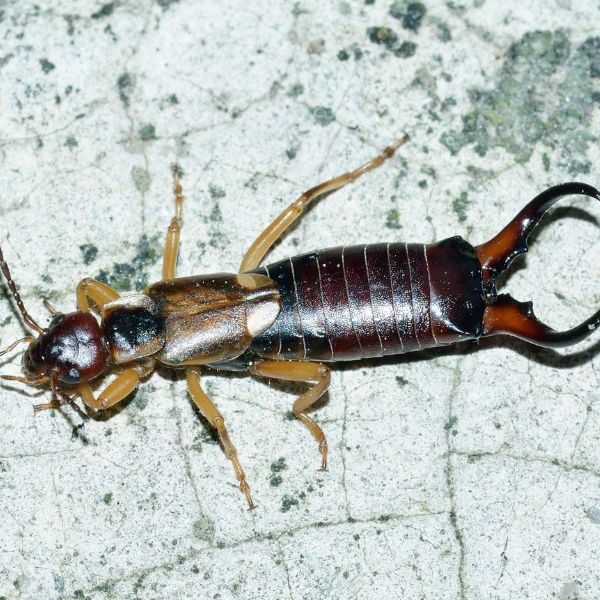 Pest Control Company Huntsville - Image 2