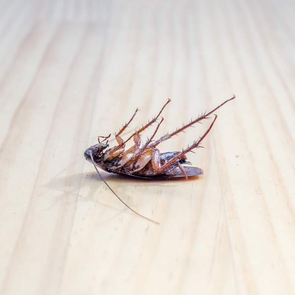 Pest Control Company LaGrange - Image 1