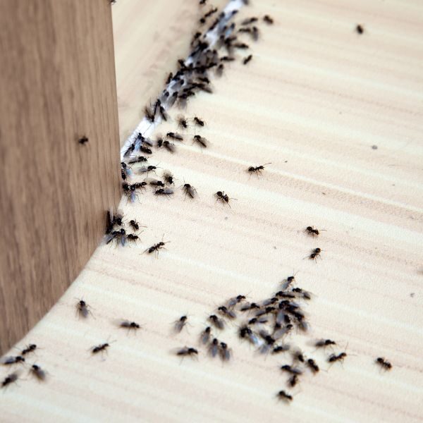 Pest Control Company Macon - Image 2