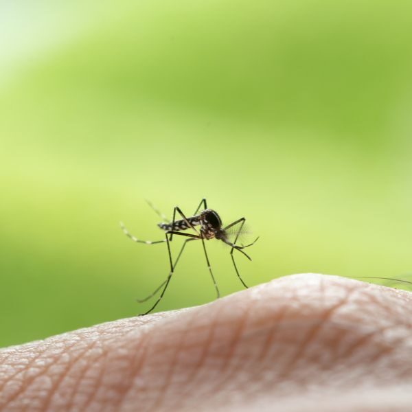 Pest Control Company Montgomery - Image 2
