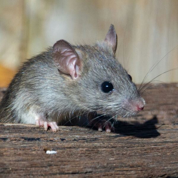 Rodent Control Brunswick - Image 1