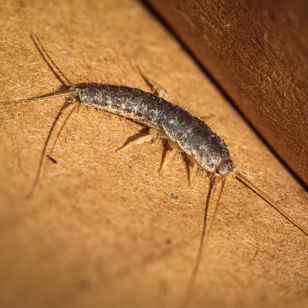 Silverfish Control Atlanta - Image 1