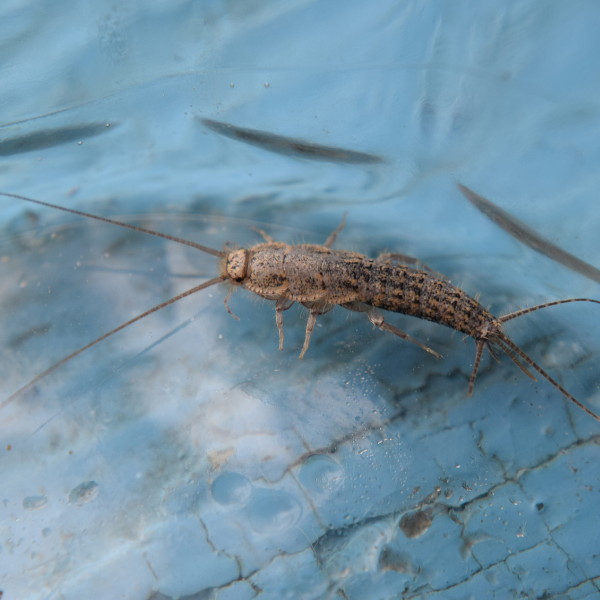 Silverfish Control Brunswick - Image 1