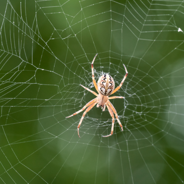 Spider Control Augusta - Image 1