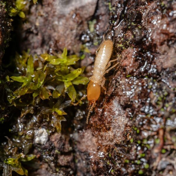 Termite Control Augusta - Image 1