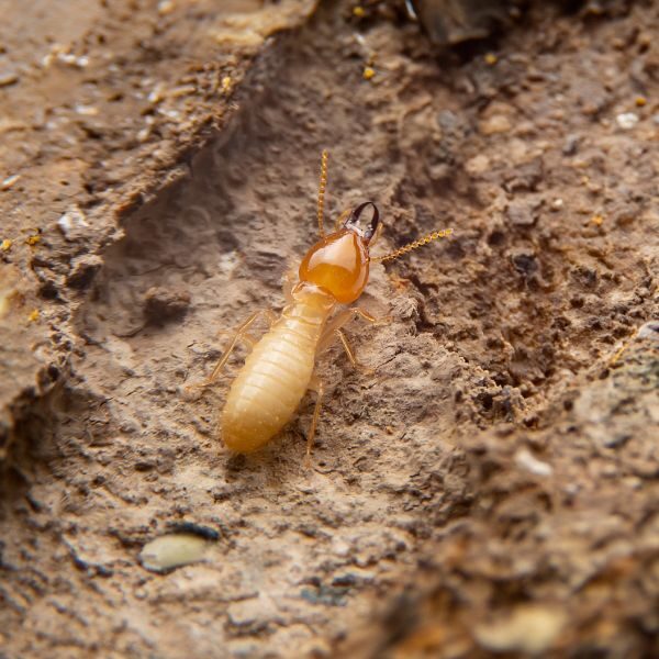 Termite Control - Image 1