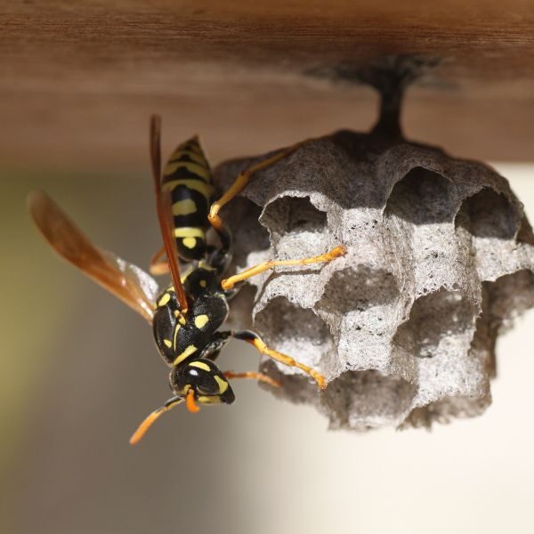 Wasp Control Atlanta - Image 1