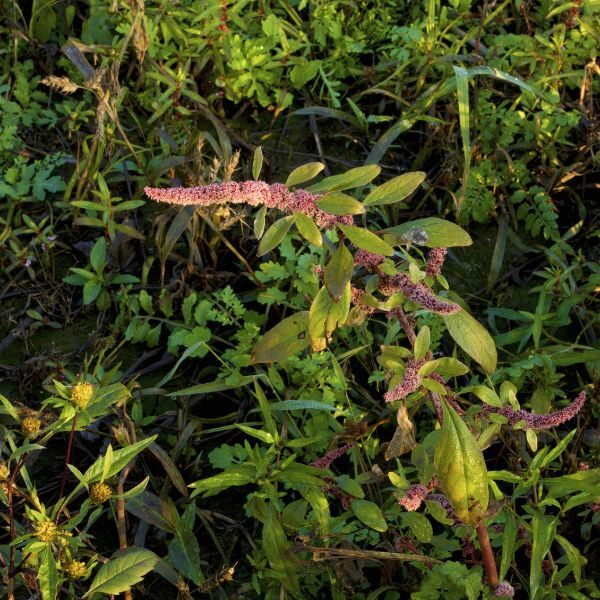 Weed Control - Image 1